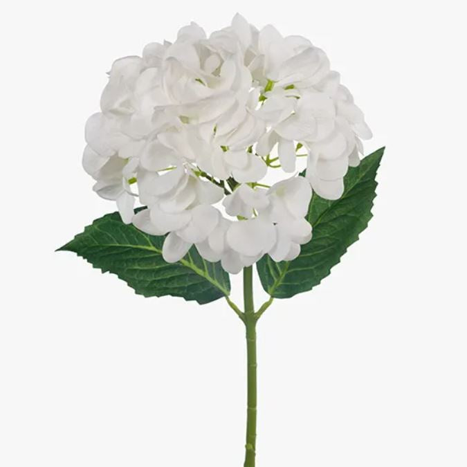 Hydrangea- White FT