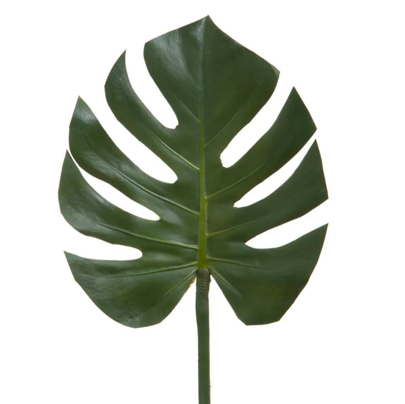 Philodendron Stem